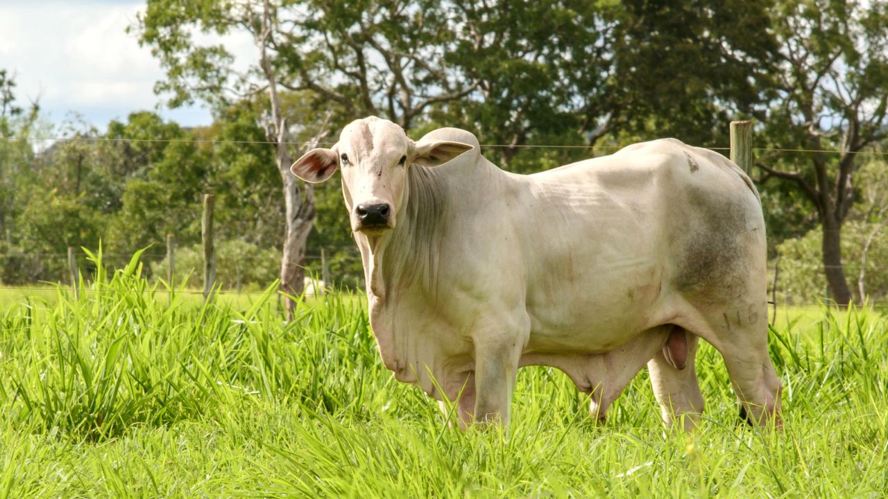 Conheça o “Projeto Rio Preto”, a 1ª fazenda modelo em sustentabilidade no País