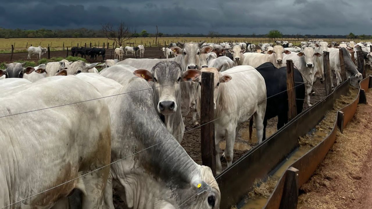 Bovinos em área de cocho no confinamento. Foto: Divulgação