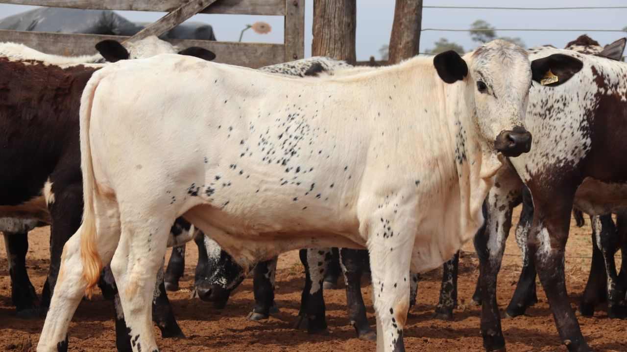 Speckle Park e Nelore: união promove gado adaptado com carne diferenciada