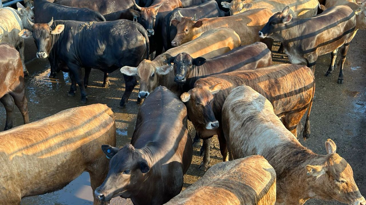 Novilhada Wagyu Akaushi surpreende com peso de boi em Mato Grosso