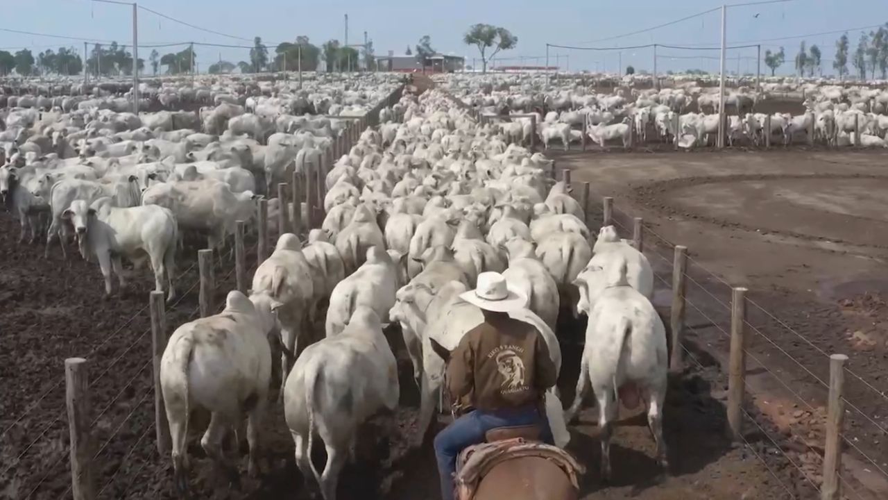 Etapa do Circuito Nelore de Mozarlândia é o maior de todos os tempos