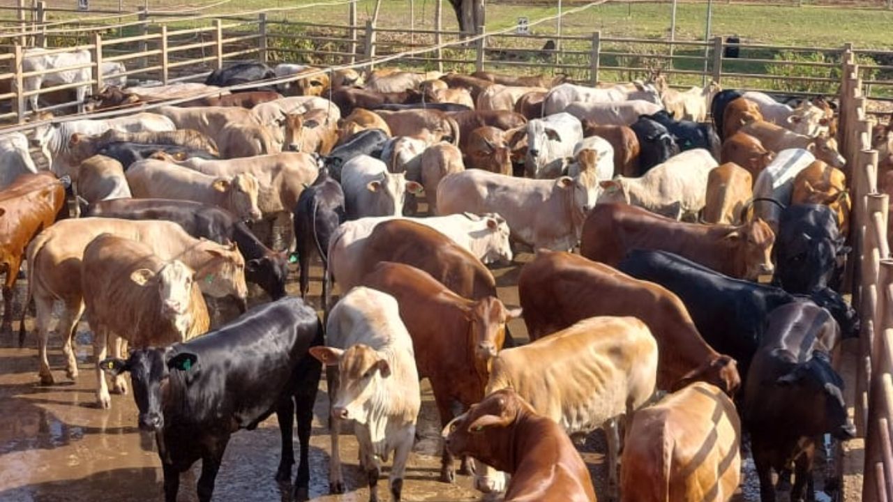 Lote de novilhas Senepol da fazenda. Foto: Divulgação