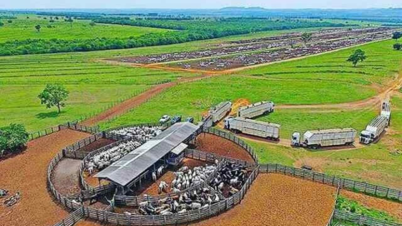 Manejo de embarque de bovinos de corte. Foto: Divulgação