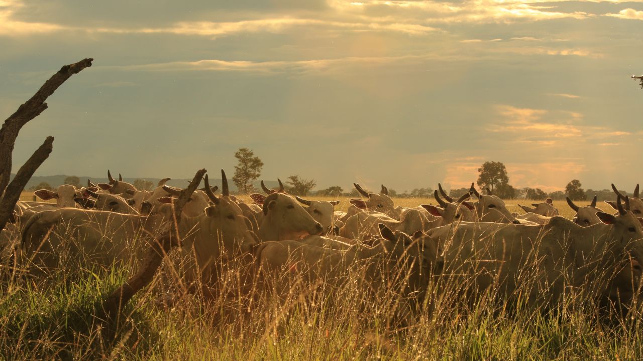 Quais as opções de capins para fazenda que alaga, mas que também sofre com a seca?