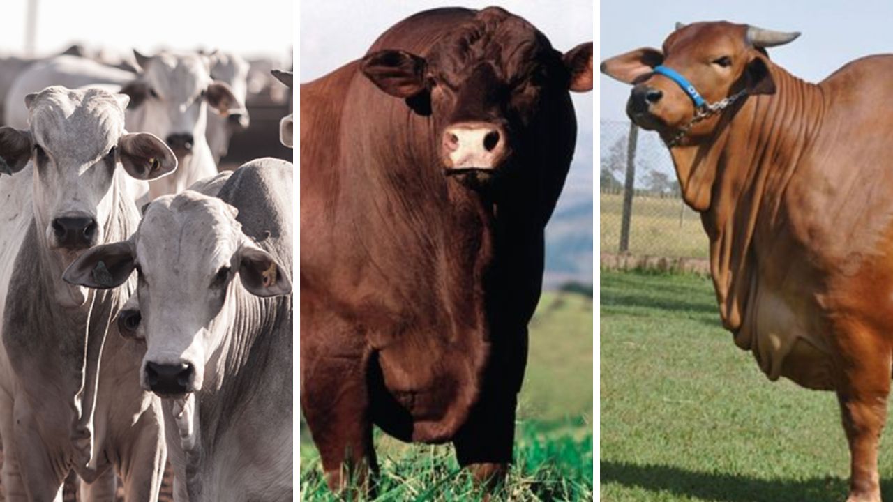 Nelore, Senepol e Sindi: especialista dá as dicas para um tricross de sucesso na fazenda